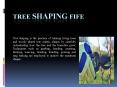 Tree Shaping Fife PowerPoint PPT Presentation