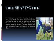 Tree Shaping Fife