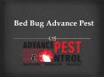 Bed Bug Advance Pest PowerPoint PPT Presentation