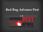 Bed Bug Advance Pest