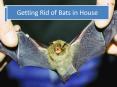 Getting Rid of Bats in House PowerPoint PPT Presentation