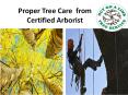Proper Tree Care And Maintaince PowerPoint PPT Presentation