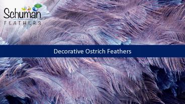 Decorative Ostrich Feathers