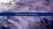Decorative Ostrich Feathers (1)