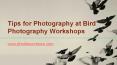 Tips for Photography at Bird Photography Workshops PowerPoint PPT Presentation