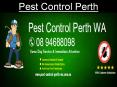 Pest Control Perth WA PowerPoint PPT Presentation