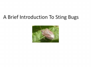 What do stink bugs eat exactly?