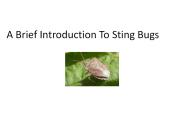 What do stink bugs eat exactly?