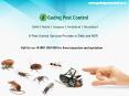 Contact Godrej Pest Control Faridabad for pest control services | Call on 9811381458