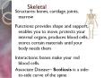 Skeletal PowerPoint PPT Presentation
