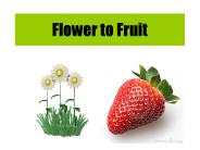 Flower to Fruit