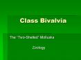 Class Bivalvia PowerPoint PPT Presentation