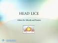 HEAD%20LICE PowerPoint PPT Presentation