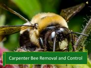 Carpenter Bee Removal and Control