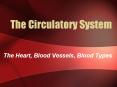 The Circulatory System PowerPoint PPT Presentation