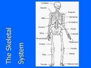 The Skeletal