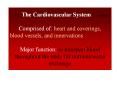 The Cardiovascular System   D. Matesic     Comprised of: heart and coverings, blood vessels, and innervations PowerPoint PPT Presentation