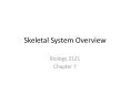 Skeletal System Overview PowerPoint PPT Presentation