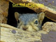 Get Rid of Squirrel