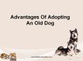 Advantages Of Adopting An Old Dog PowerPoint PPT Presentation