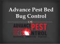 Advance Pest Bed Bug Control PowerPoint PPT Presentation