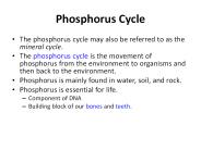 Phosphorus Cycle