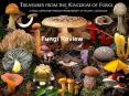 Fungi Review PowerPoint PPT Presentation