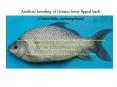 Artificial breeding of Greater bony lipped barb (Osteochilus melanopleura) PowerPoint PPT Presentation