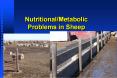 Nutritional/Metabolic Problems in Sheep PowerPoint PPT Presentation