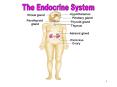 The Endocrine System PowerPoint PPT Presentation