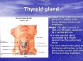 Thyroid gland PowerPoint PPT Presentation