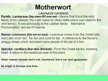 Motherwort Leonurus cardiaca