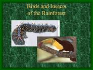 Birds and Insects of the Rainforest