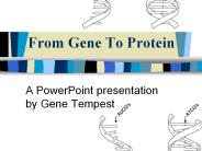From Gene To Protein