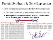 Protein Synthesis