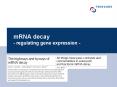 mRNA decay - regulating gene expression - PowerPoint PPT Presentation