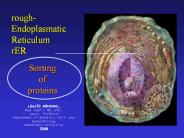 rough-Endoplasmatic%20Reticulum%20rER