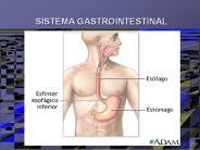 SISTEMA GASTROINTESTINAL