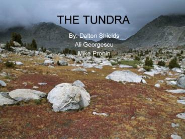THE TUNDRA