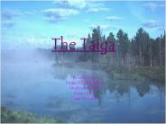 The Taiga