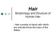 Hair Morphology and Structure of Human Hair PowerPoint PPT Presentation