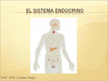 El Sistema Endocrino