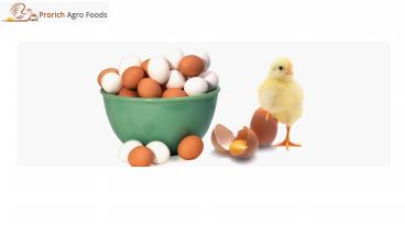 Distilled dried grain solubles suppliers