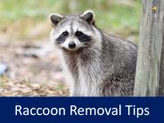 Raccoon Removal Tips