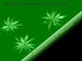 Get Information Regarding Medical Marijuana PowerPoint PPT Presentation