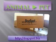 Dog Boarding San Diego