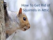 How to Get Rid of Squirrels in Attic?