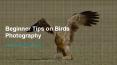 Beginner Tips on Birds Photography PowerPoint PPT Presentation