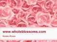 Bulk Garden Roses - www.wholeblossoms.com (1) PowerPoint PPT Presentation