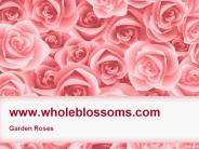 Bulk Garden Roses - www.wholeblossoms.com (1)